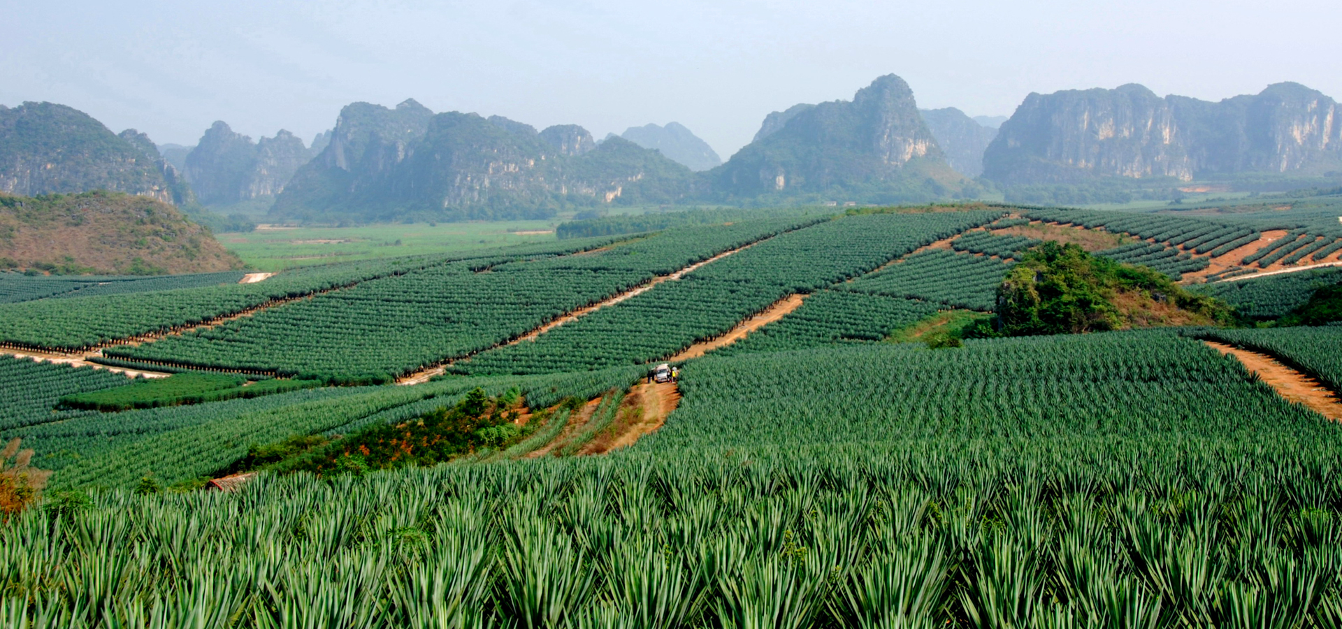 劍麻產業(yè)核心示范區(qū)