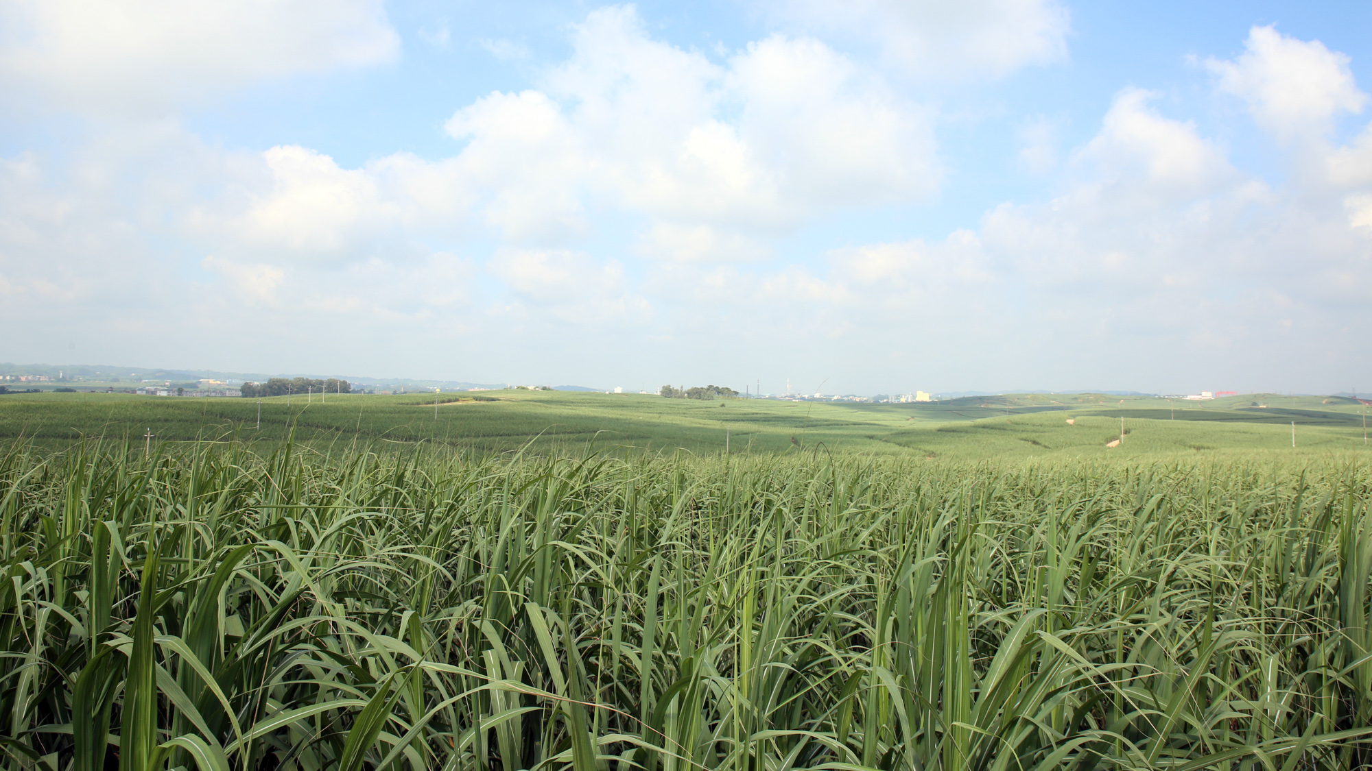 良圻農(nóng)場甘蔗基地